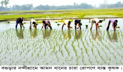 নন্দীগ্রামে আমন ধানের চারা রোপণের ব্যস্ত কৃষক নন্দীগ্রামে আমন ধানের চারা রোপণের ব্যস্ত কৃষক